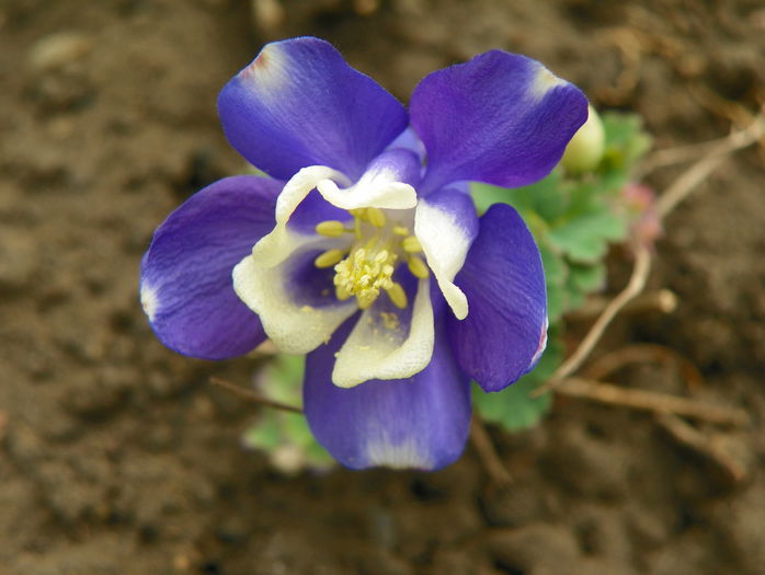 aquilegia flabellata - Primavara 2015