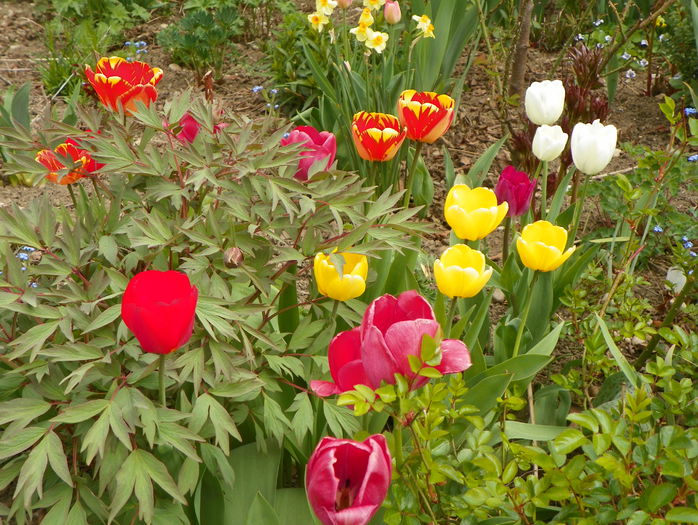 26 apr. 117 - Primavara 2015