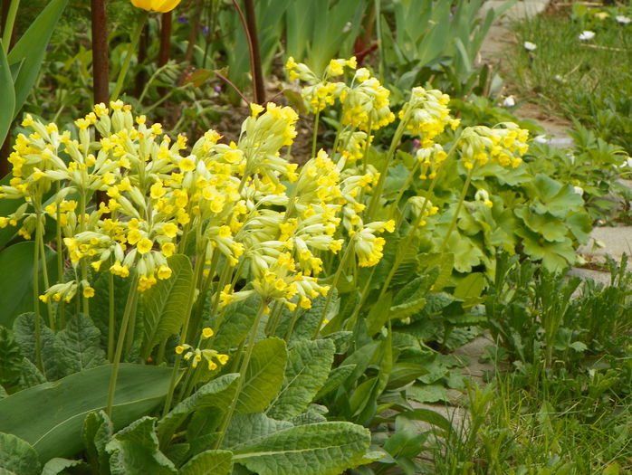 primula officinalis - Primavara 2015