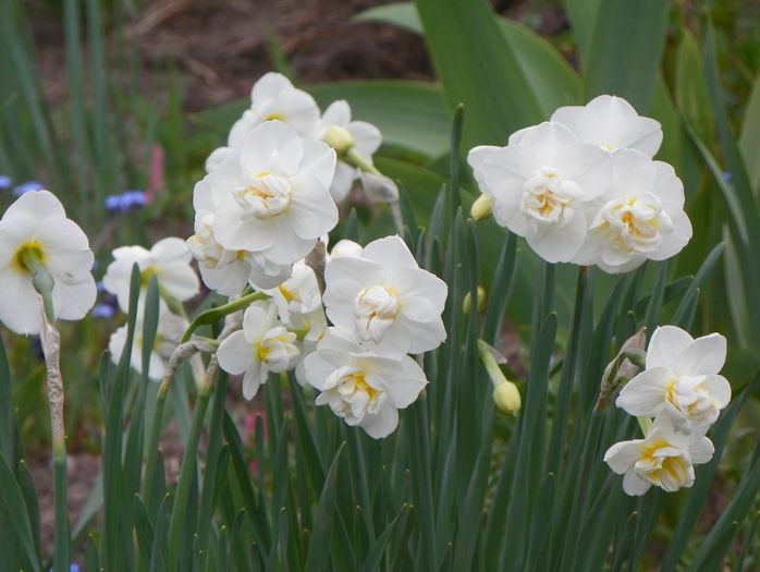 narcise Cheerfulness - Primavara 2015