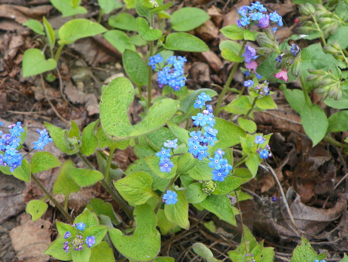 brunnera macrophyla - Primavara 2015