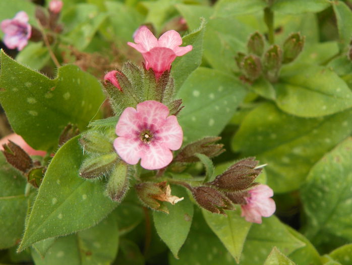 pulmonaria Dora Bielefeld - Primavara 2015