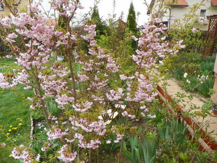 prunus incisa Oshidori