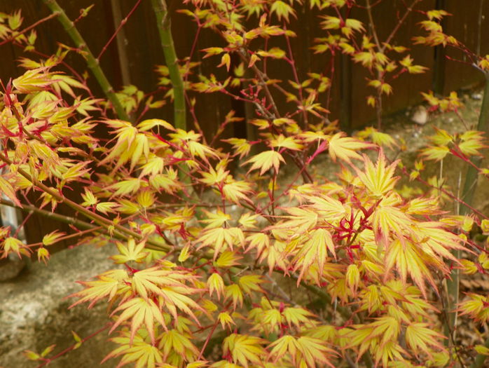 acer Orange Dream