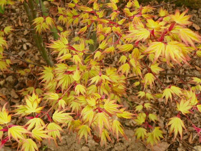 acer Orange Dream