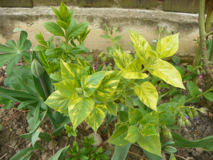 syringa aucubaefolia