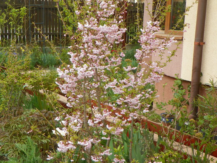 prunus incisa Oshidori