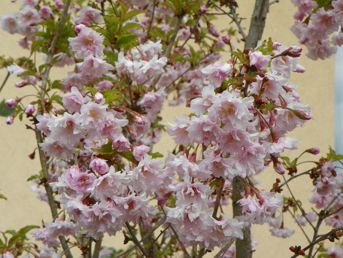 prunus incisa Oshidori