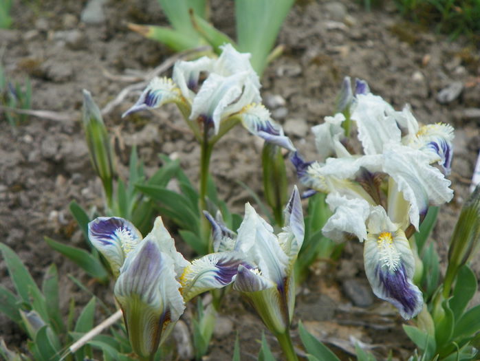 pumila - Irisi 2015 - 1