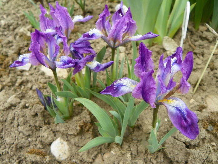 pumila - Irisi 2015 - 1