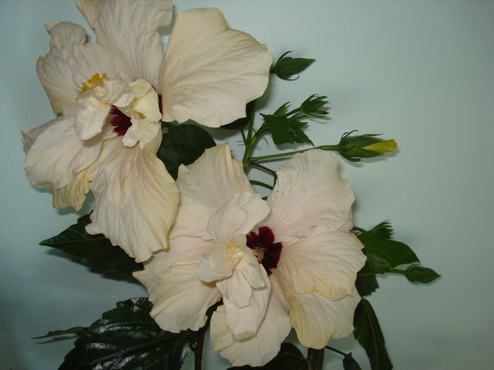 DSC00365 - HIBISCUS 2015