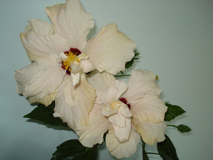 DSC00369 - HIBISCUS 2015