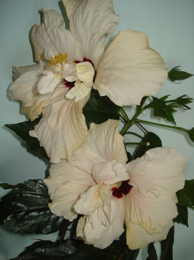 DSC00373 - FLORI 2015