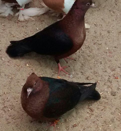 alexutzu01meu  MEGIDIA jud Constanta