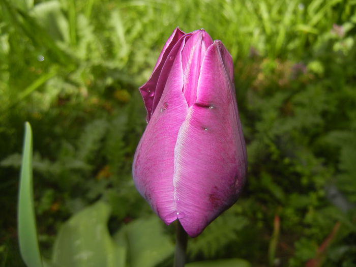 Tulipa Purple Flag (2015, April 19)