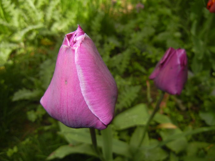 Tulipa Purple Flag (2015, April 19)