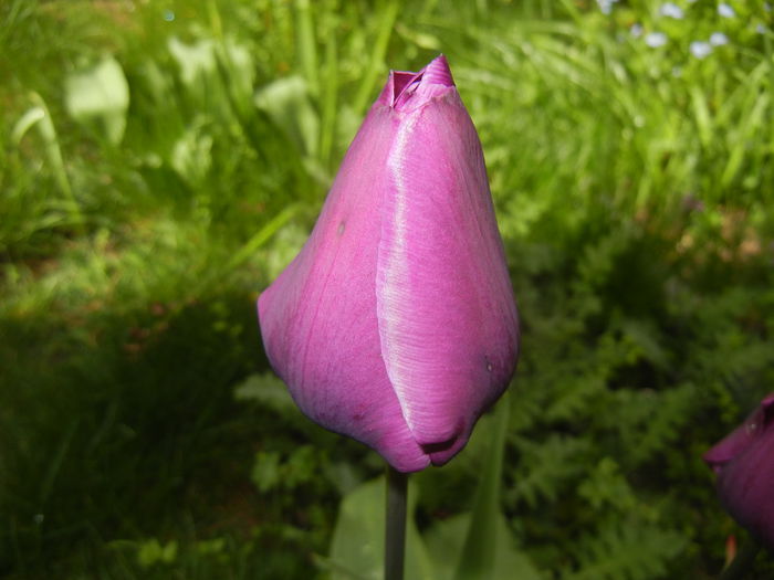 Tulipa Purple Flag (2015, April 19) - Tulipa Purple Flag
