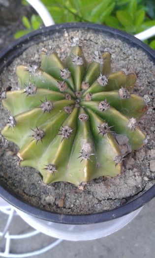 pui echinopsis alb - OFER LA SCHIMB