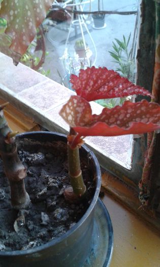 pui begonia lucernae (plaman) - OFER LA SCHIMB