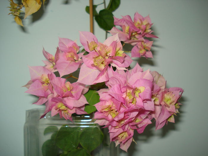 DSC00386 - BOUGAINVILLEA