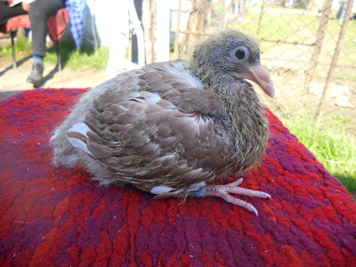 M MEULEMANS 0967109-2015
