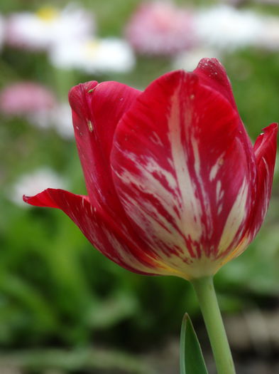 27.04.2015 - b-primavara 2015