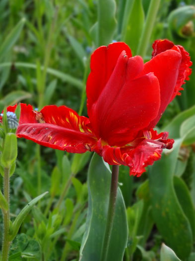 27.04.2015 - b-primavara 2015