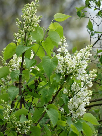 27.04.2015 incepe liliacul - b-primavara 2015