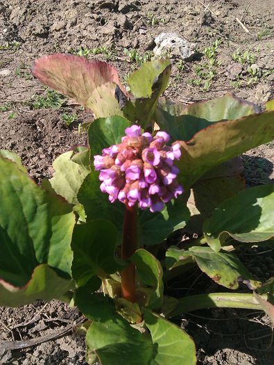 BERGENIA - Urechile elefantului - 2015 Primavara in gradina mea