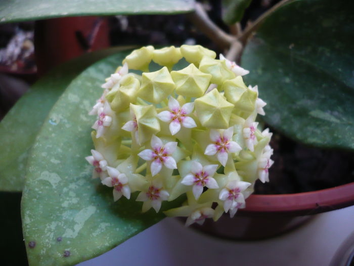 Parasitica Lao1 - HOYA 2015