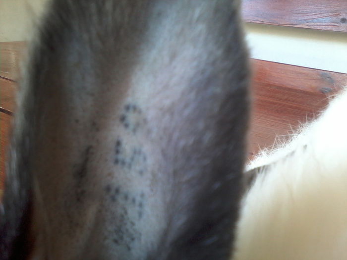 CUIB F3 TATUAJ 159- REZERVAT - Pentru valcualin