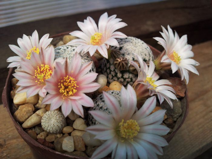 Mammillaria pectinifera