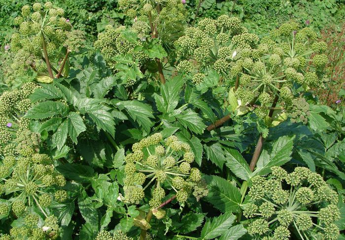 Angelica ( Angelica archangelica ) - Angelica