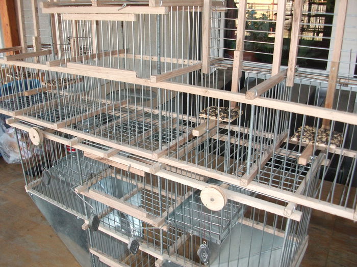 Picture 183 - prinzatori pasari