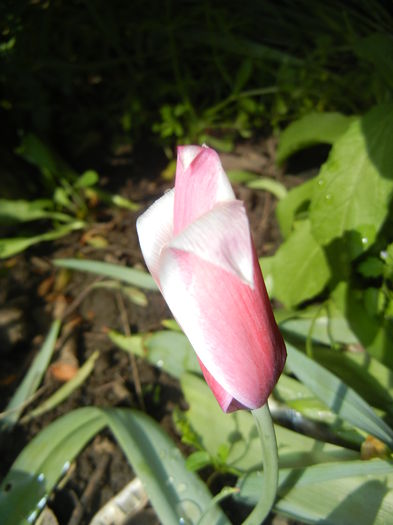 Tulipa Peppermint Stick (2015, April 19) - Tulipa Peppermint Stick