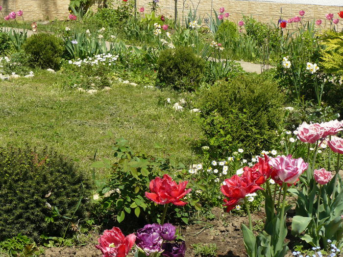 P1190916 - Gradina rozelor Aprilie 2015