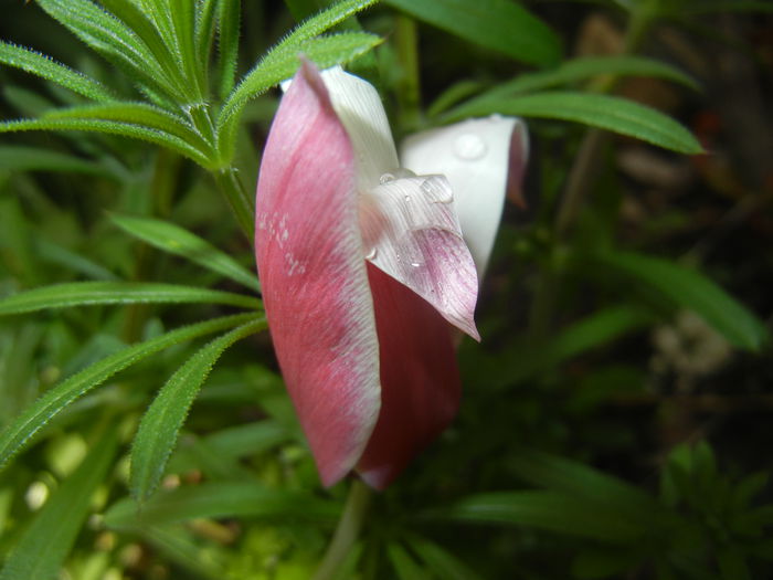 Tulipa Peppermint Stick (2015, April 19)