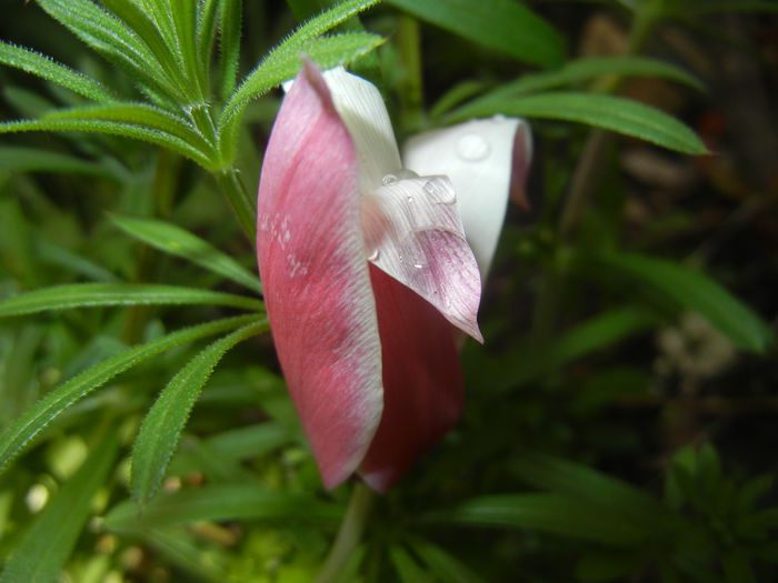 Tulipa Peppermint Stick (2015, April 19) - Tulipa Peppermint Stick