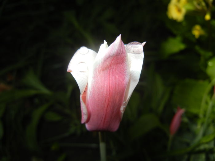 Tulipa Peppermint Stick (2015, April 19)