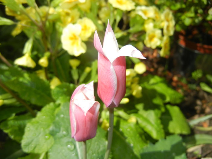 Tulipa Peppermint Stick (2015, April 19)