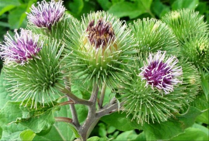 Brusturele (Arctium lappa) - Brusturele