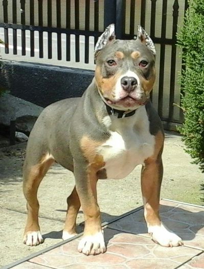  - PITBULL BOLIO Tricolor blue mascul