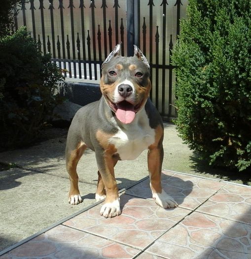 20150426_145726-1 - PITBULL BOLIO Tricolor blue mascul