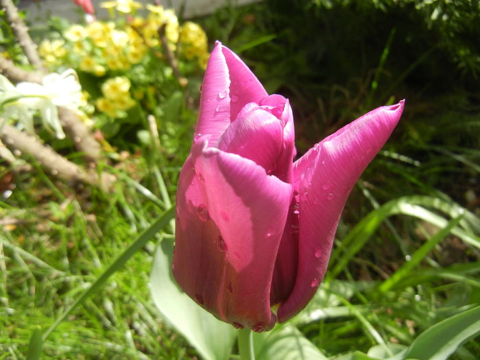 Tulipa Maytime (2015, April 19)