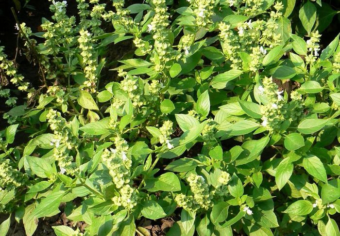 Busuiocul (Ocimum basilicum) - Busuiocul