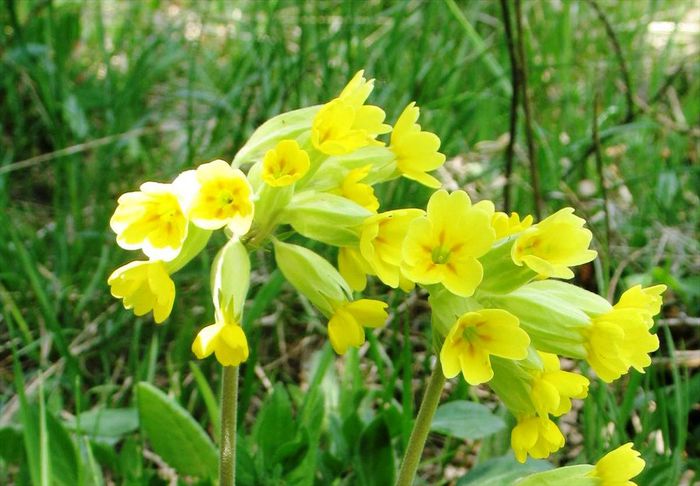 Ciubotica cucului ( Primula officinalis ); www.stefandbia.info
