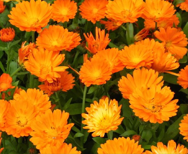 Galbenelele (Calendula officinalis) - Galbenelele