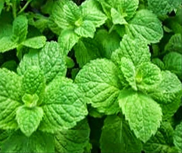 Menta ( Mentha Piperita ) - Menta