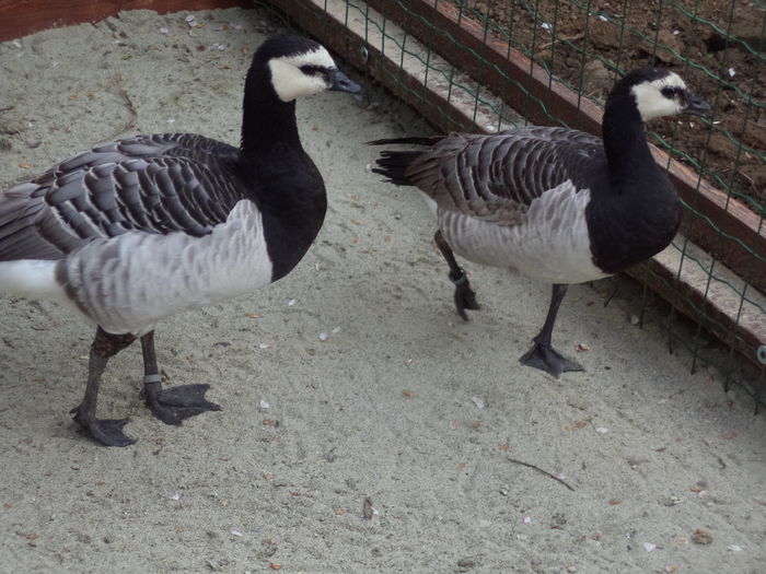 Gasca Calugarita-branta leucopsis - Rate si gaste salbatice de ornament