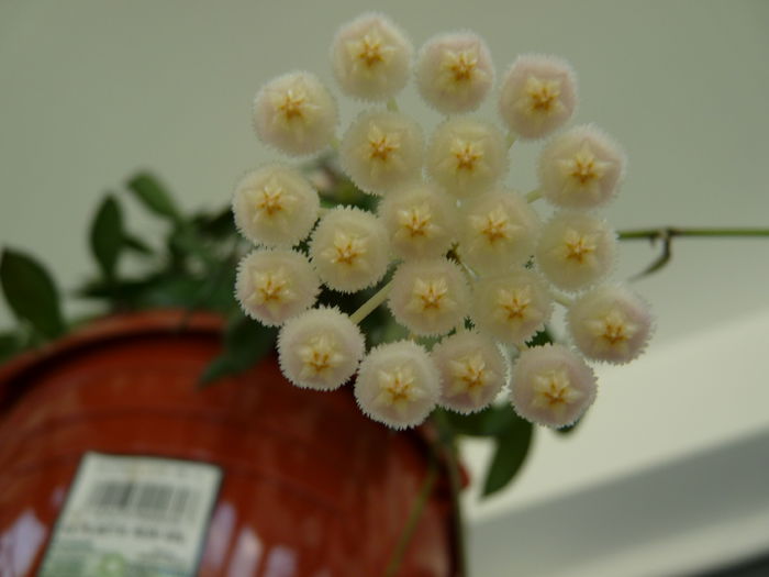 hoya lacunosa 2015_c - hoya lacunosa